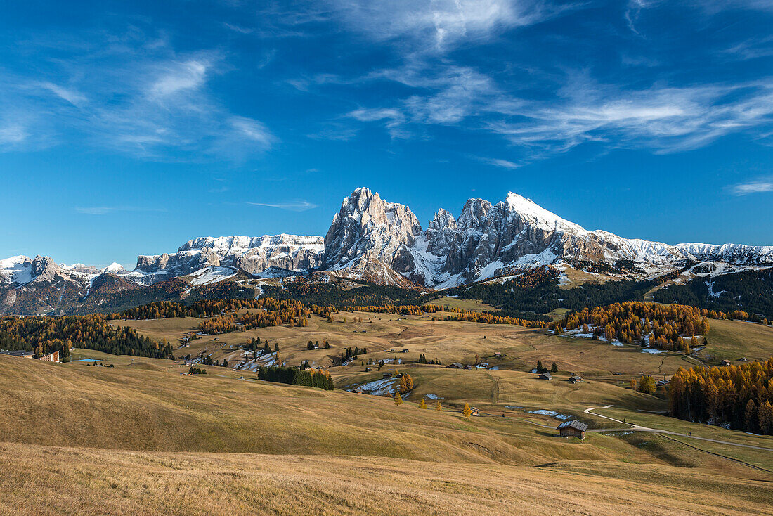 Alpe di SiusiSeiser Alm, Dolomites, South Tyrol, Italy. Autumn colors on the Alpe di SiusiSeiser Alm with the Sella, SassolungoLangkofel and the SassopiattoPlattkofel in the background