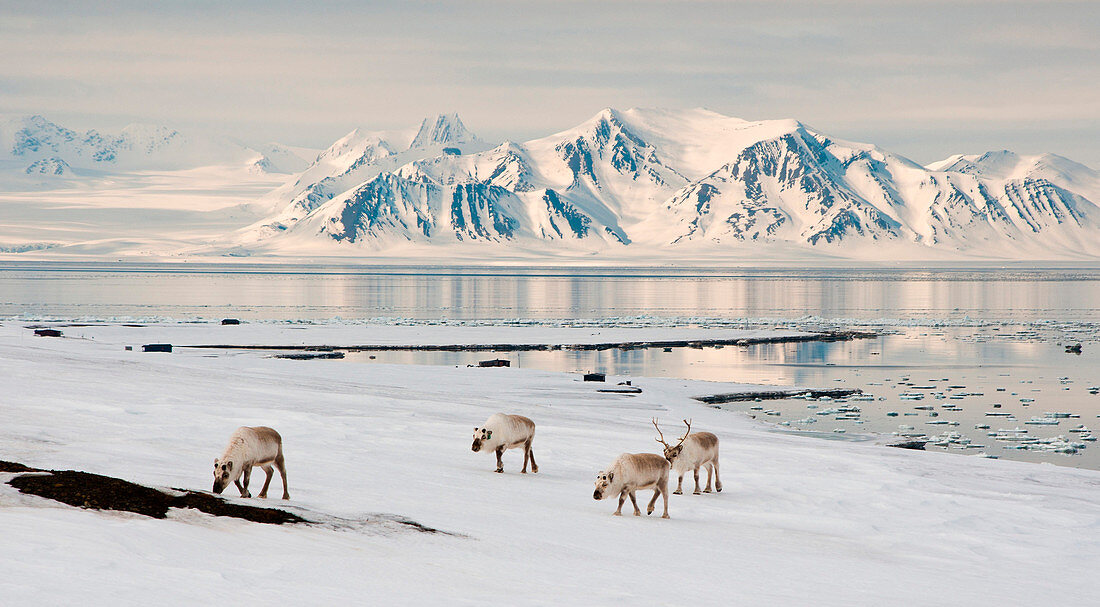 Three reindeers in Colesbay with a fjord and mountains in the back, Spitzbergen, Svalbard, Norway