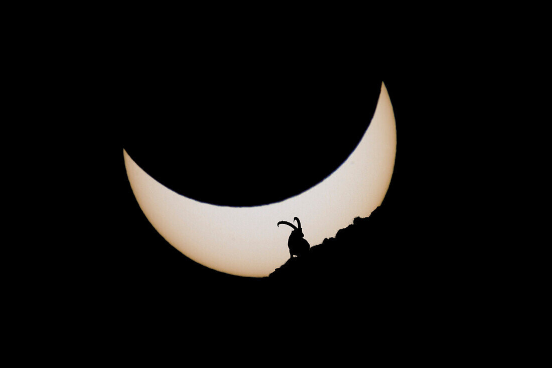 Imaginary view of an Ibex in front of the solar eclipse of March 2015