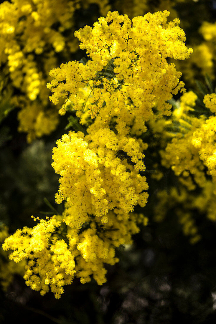 Detail of Mimosa flower