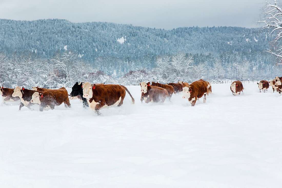 Herd of cattle in snowy farm field
