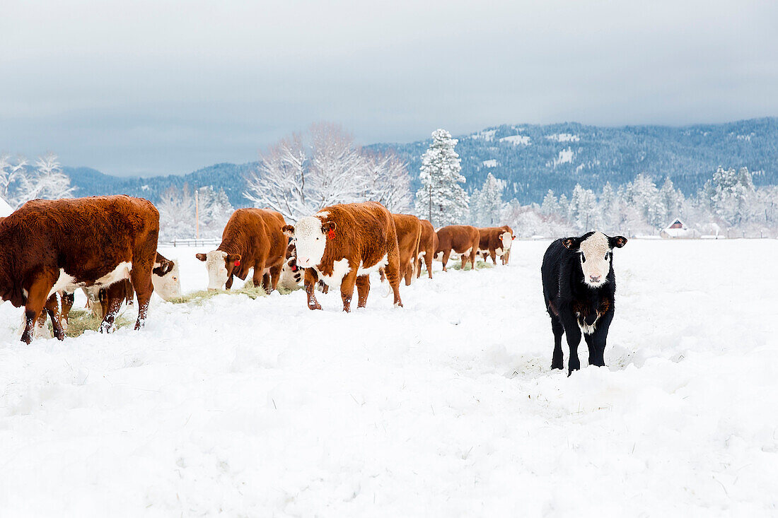 Cattle standing in snowy farm field