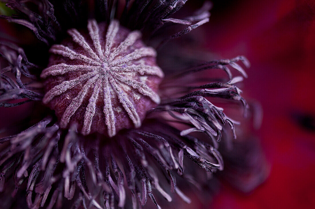 Close up of flower bud