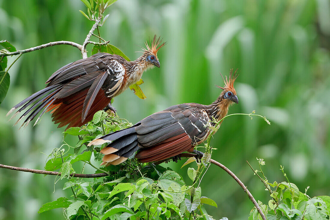 Hoatzin (Opisthocomus hoazin) pair, Manu National Park, Peru