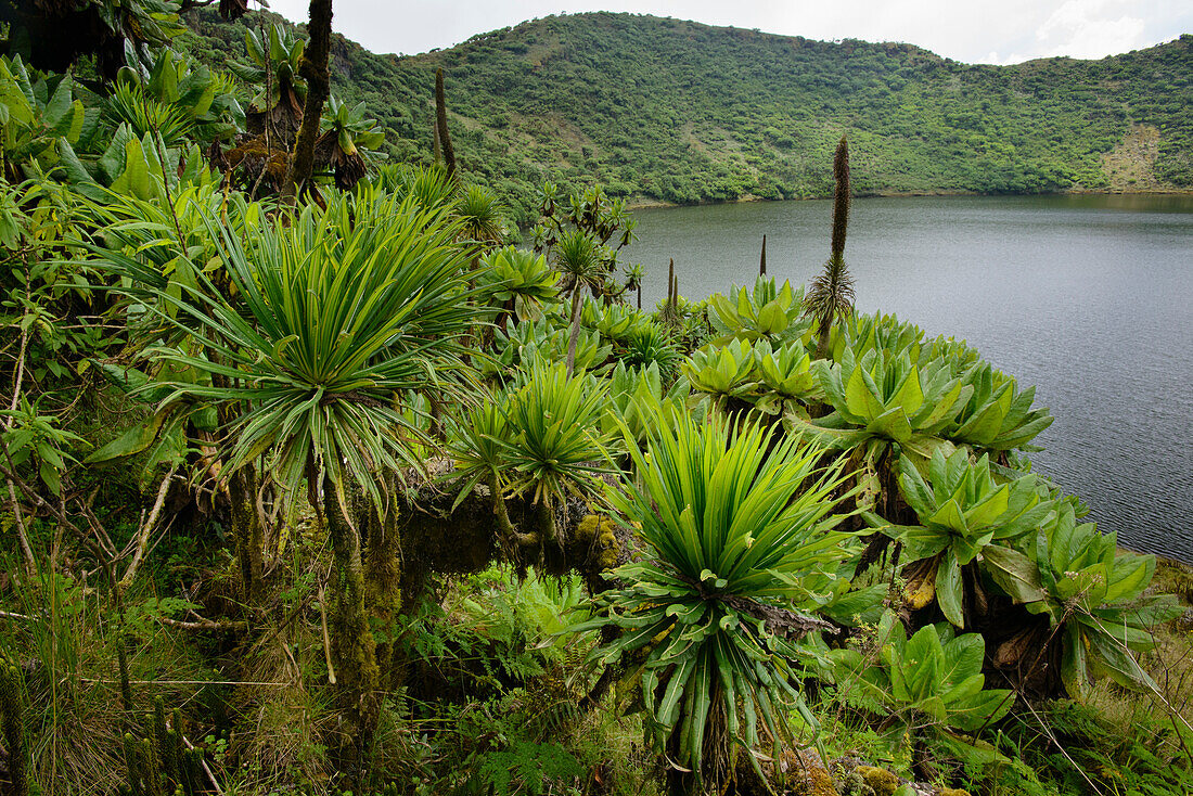 Giant Groundsel (Dendrosenecio erici-rosenii) and Lobelia (Lobelia sp) growing at edge of crater lake, Mount Bisoke, Parc National des Volcans, Rwanda