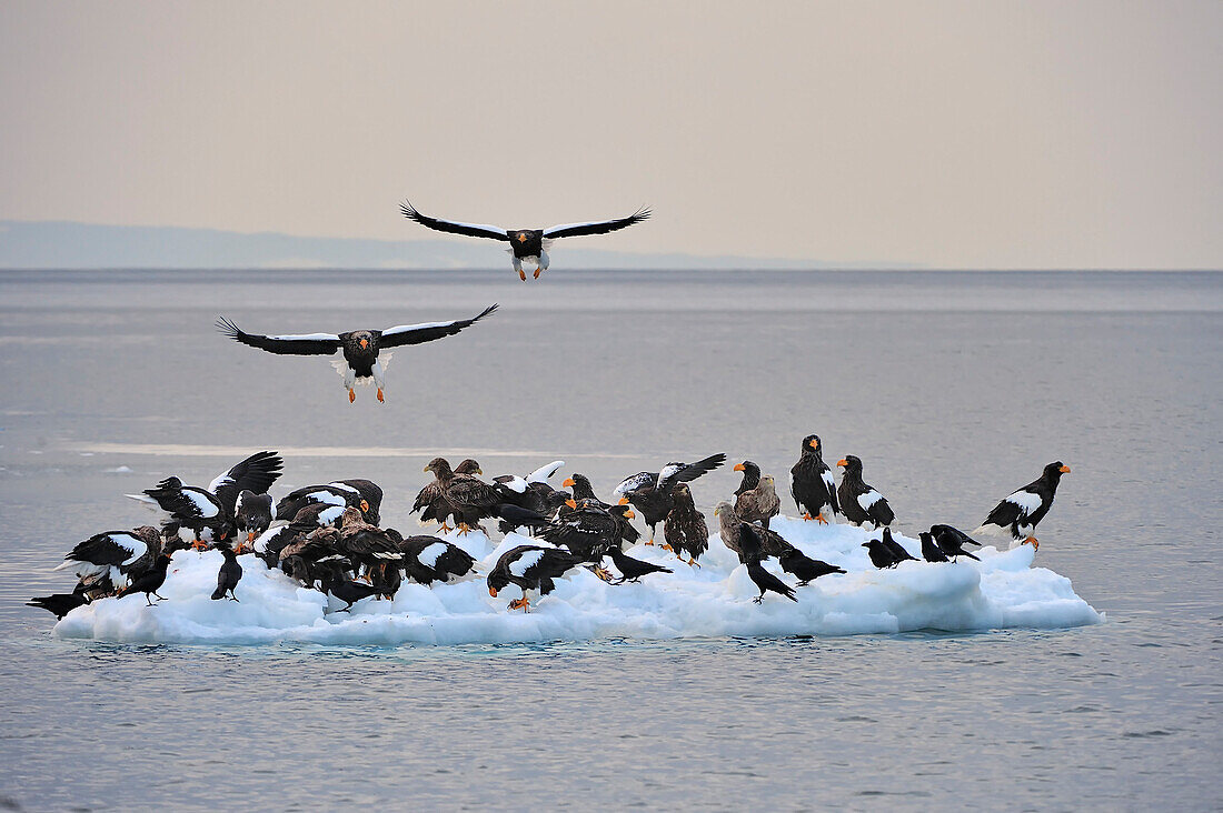 Steller's Sea Eagle (Haliaeetus pelagicus) group on ice floe, Rausu, Hokkaido, Japan