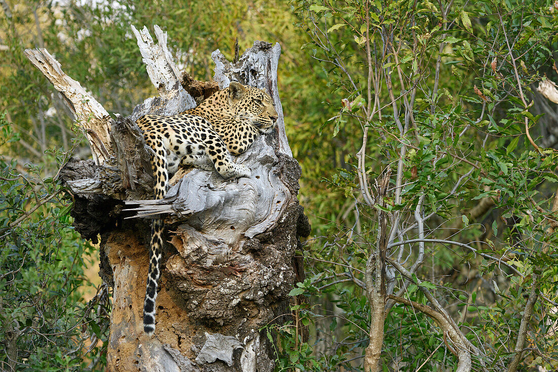 Leopard (Panthera pardus) in tree, Londolozi, Sabi-sands Game Reserve, South Africa