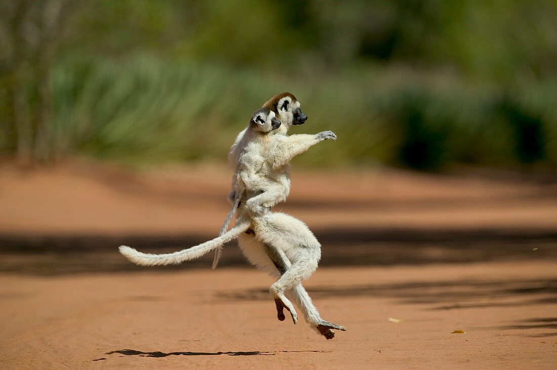 Verreaux's Sifaka (Propithecus verreauxi) female with young on back hopping across open ground, vulnerable, Berenty Private Reserve, Madagascar