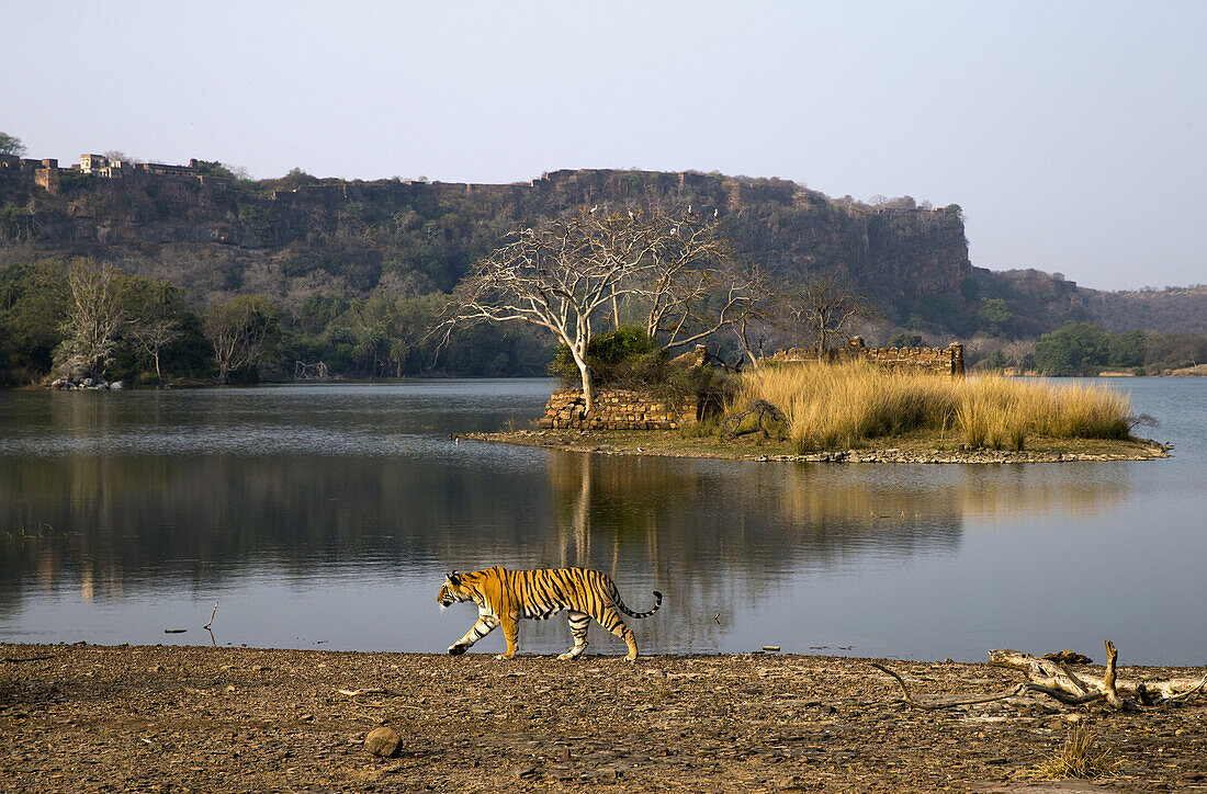 Indian Tiger (Panthera tigris tigris) adult, walking at edge of lake habitat, Ranthambore N.P., Rajasthan, India, February