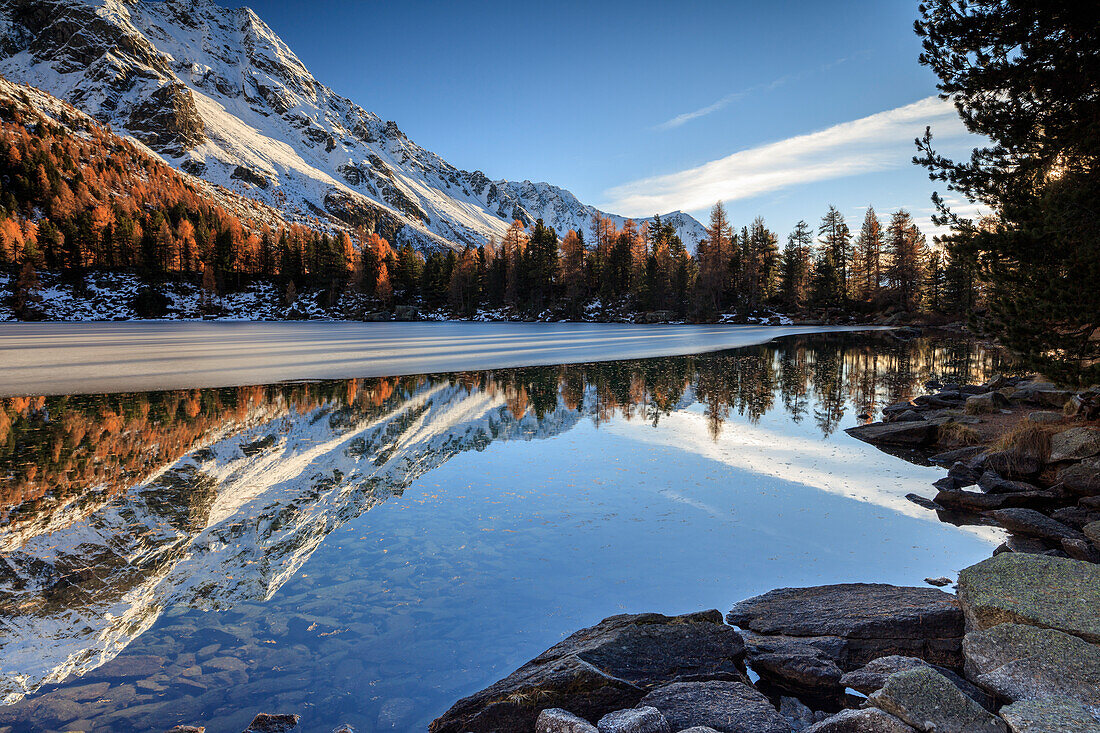 Colourful woods are reflected in Saoseo Lake still partially frozen, Poschiavo Valley, Canton of Graubuenden, Switzerland, Europe