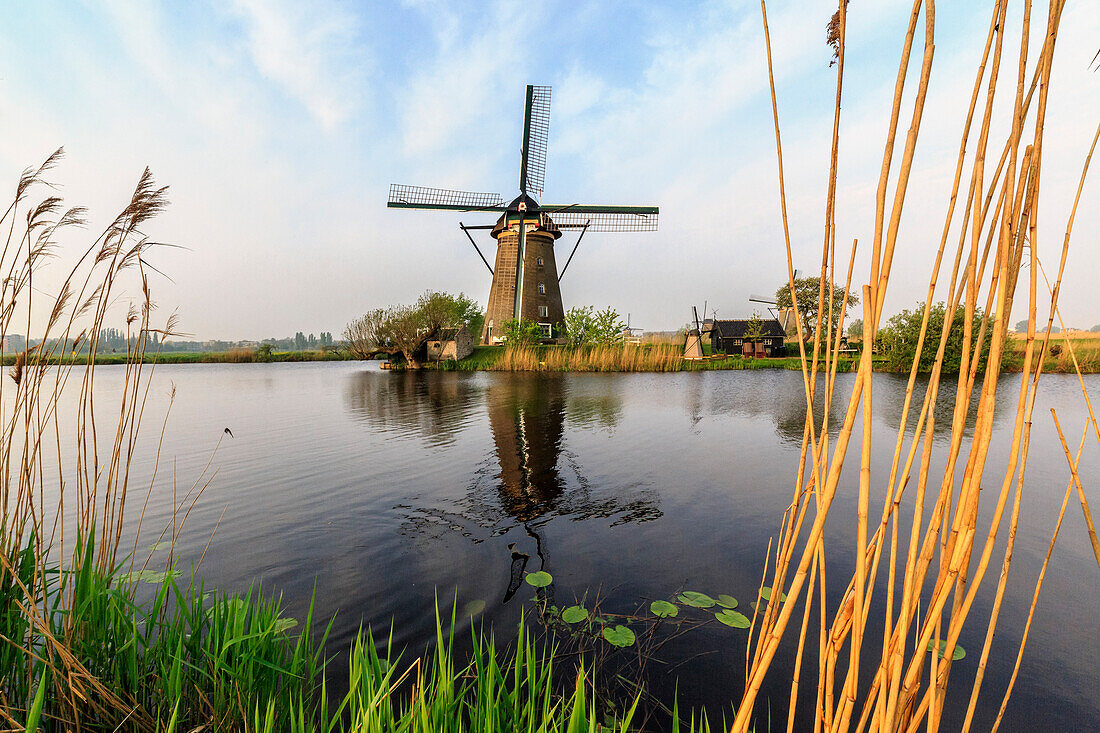 Green grass and reed beds frame the windmills reflected in the canal Kinderdijk, Rotterdam, South Holland, Netherlands, Europe