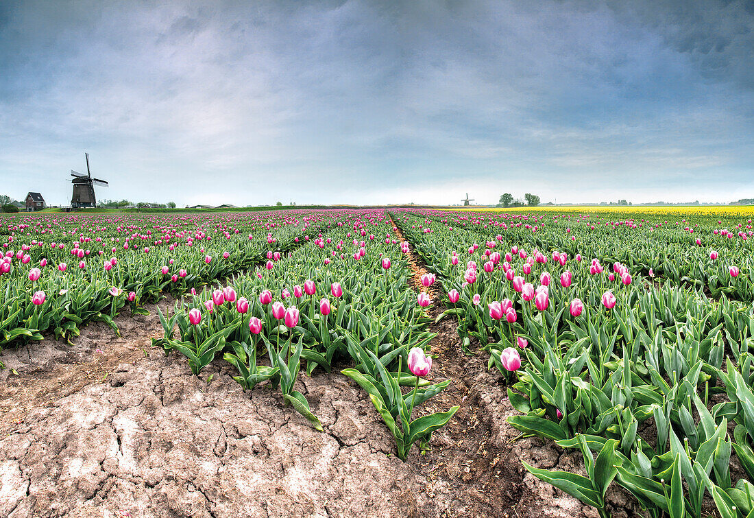 Panoramic view of multi-coloured fields of tulips and windmills, Berkmeer, Koggenland, North Holland, Netherlands, Europe