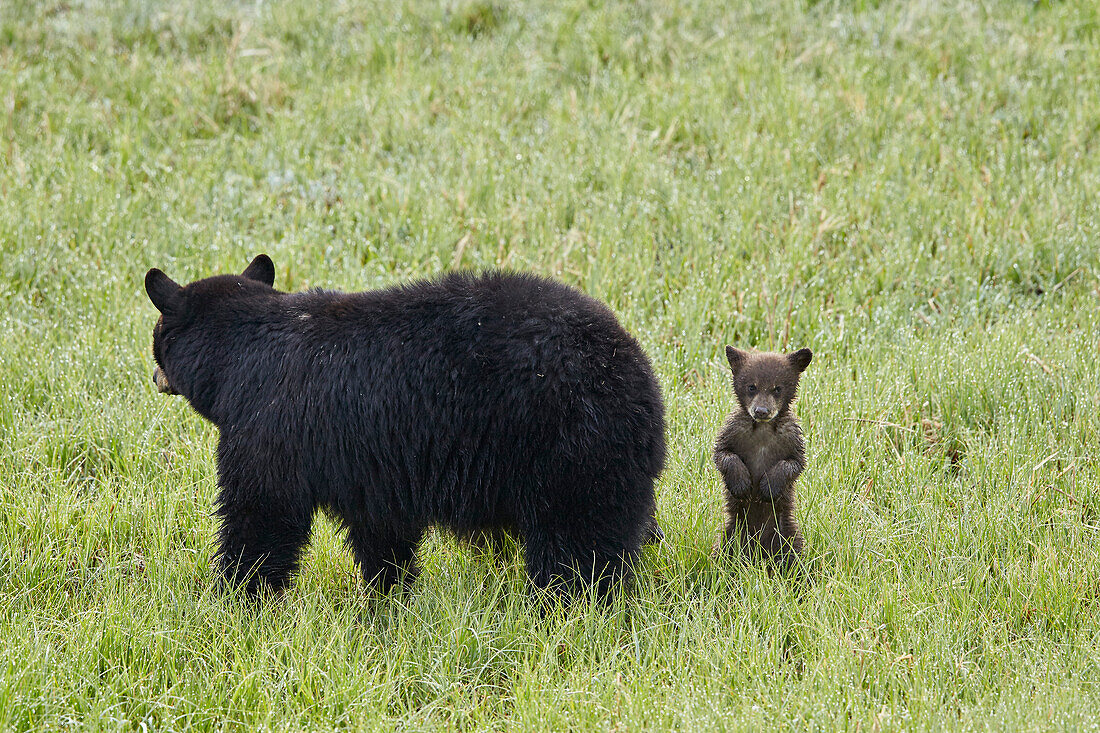 Black Bear (Ursus americanus) sow and a chocolate cub of the year or spring cub, Yellowstone National Park, Wyoming, United States of America, North America