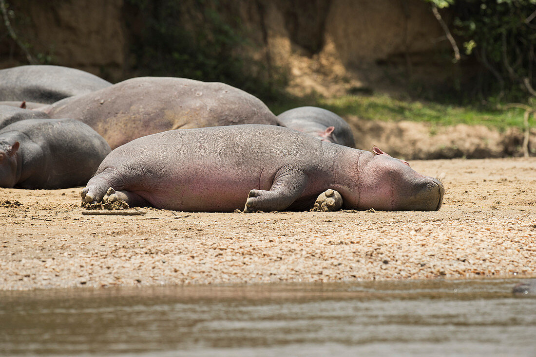 Hippopotamus, Queen Elizabeth National Park, Uganda, Africa