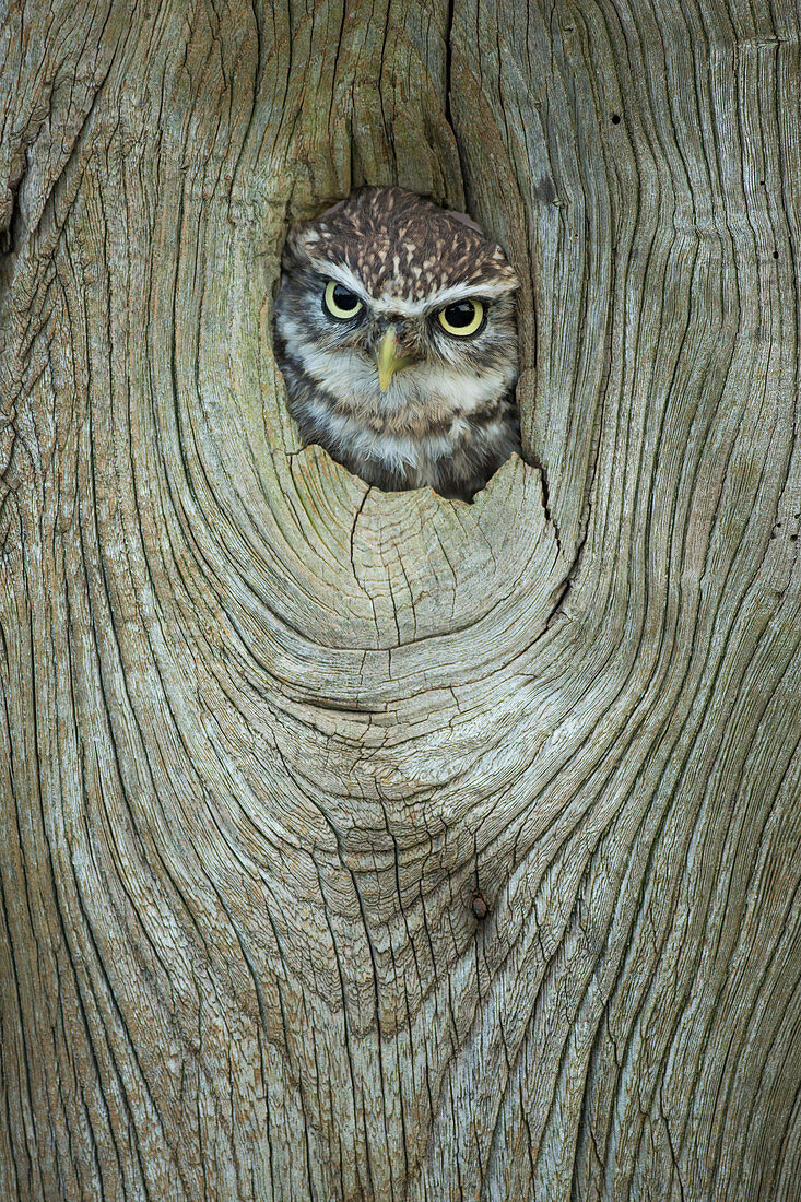 Little owl (Athene noctua), in captivity, Gloucestershire, England, United Kingdom, Europe