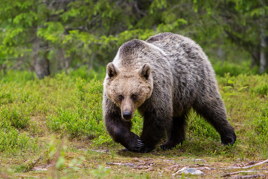 Brown bear (Ursus arctos), Finland, Scandinavia, Europe