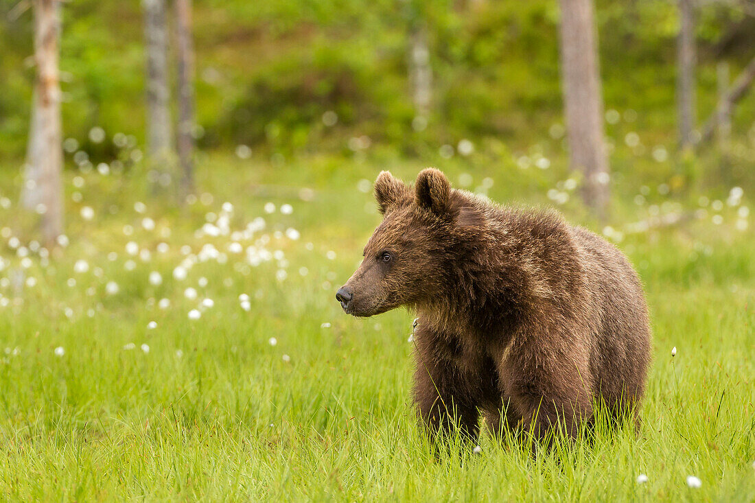 Brown bear (Ursus arctos), Finland, Scandinavia, Europe