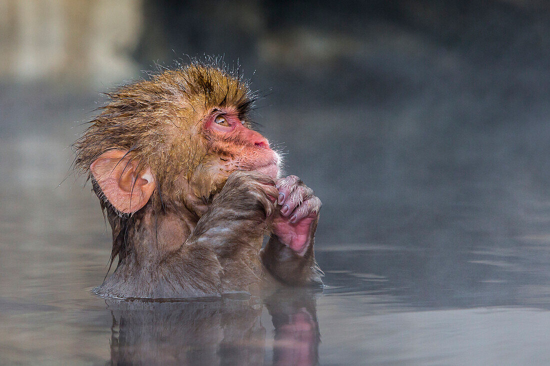 Japanese macaque (Snow monkey) (Macata fuscata), relaxing in a hot spring, Jigokudani Yaen-Koen, Nagano Prefecture, Japan, Asia