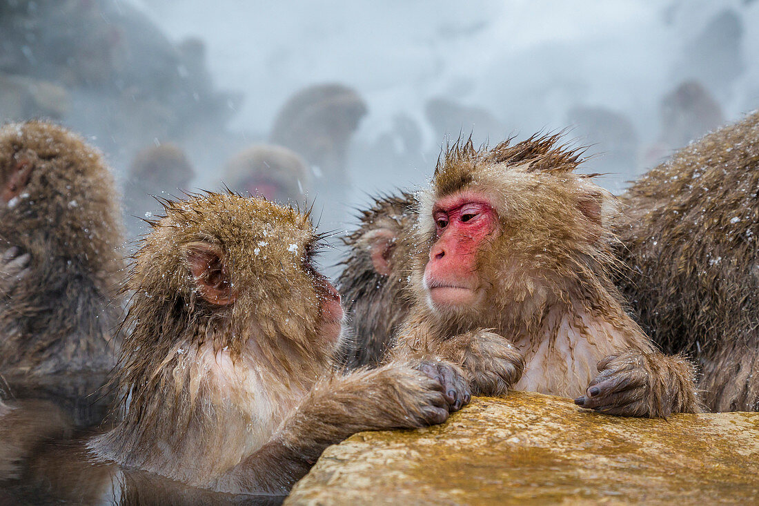 Japanese macaques (Snow monkeys) (Macata fuscata), relaxing in a hot spring, Jigokudani Yaen-Koen, Nagano Prefecture, Japan, Asia