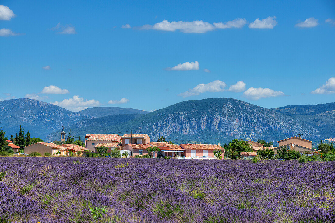 Lavendelfeld, Puimoisson, Plateau von Valensole, Provence-Alpes-Côte d'Azur, Frankreich