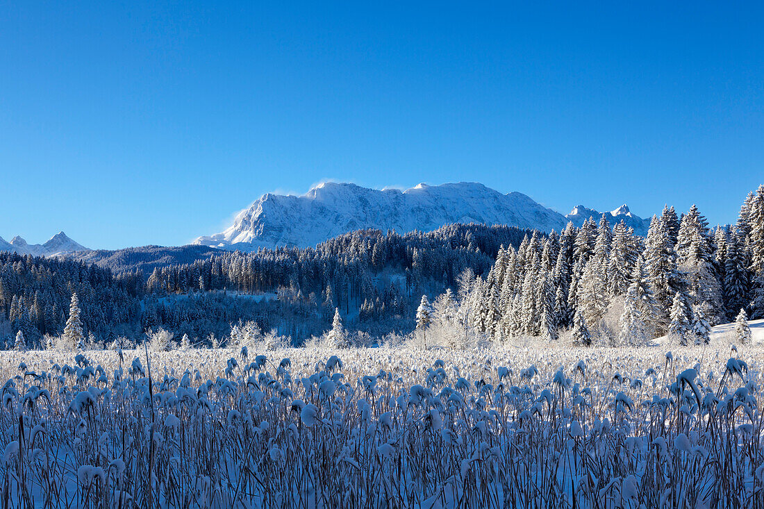 View over the reed at Barmsee to Wetterstein range, Bavaria, Germany