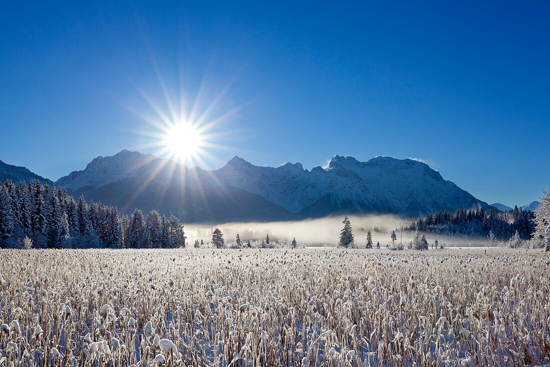 Blick über den Schilfgürtel am Barmsee zum Karwendel, Bayern, Deutschland