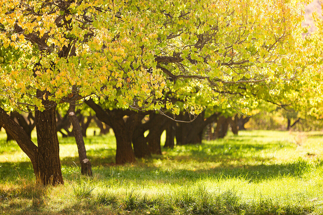 The sun shines through the leaves of an apple orchard in Capitol Reef National Park, UT.