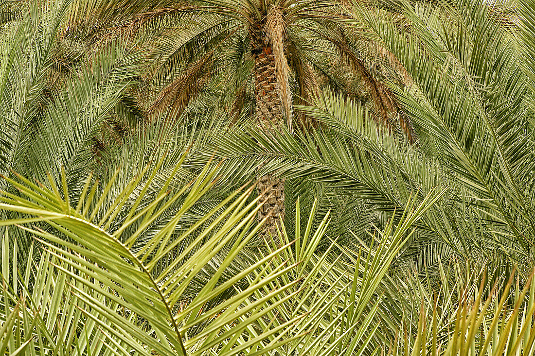 Palm Trees in the Al Ain Oasis, Emirate of Abu Dhabi, UAE