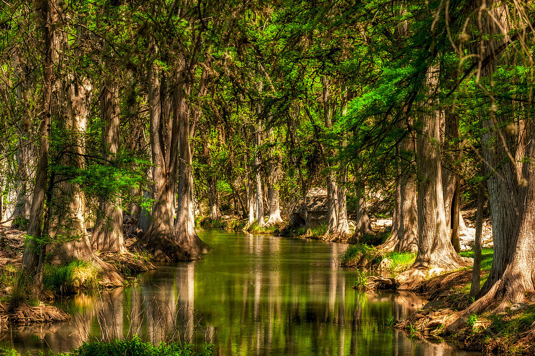A stream surrounded by cypress tress.