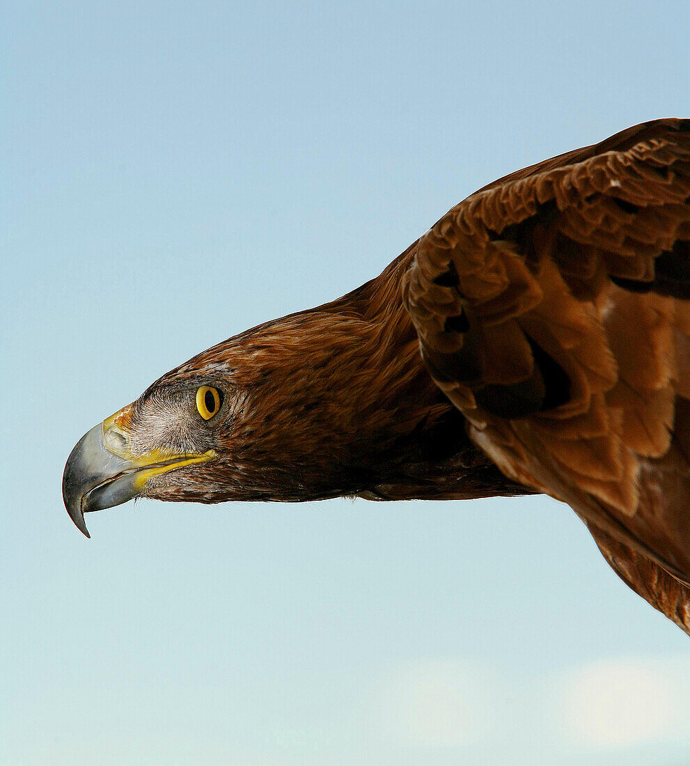Golden Eagle (Aquila chrysaetos)   Monfragüe National Park. Caceres. Spain