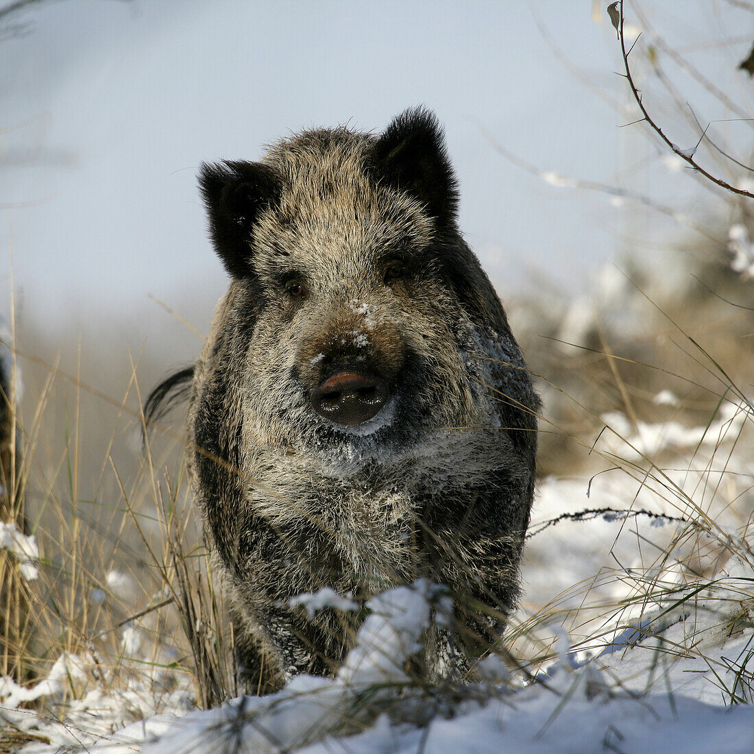 wild boar, pig, wild boar (Sus scrofa), wild boar in snow, Cuanca Alta del Manzanares