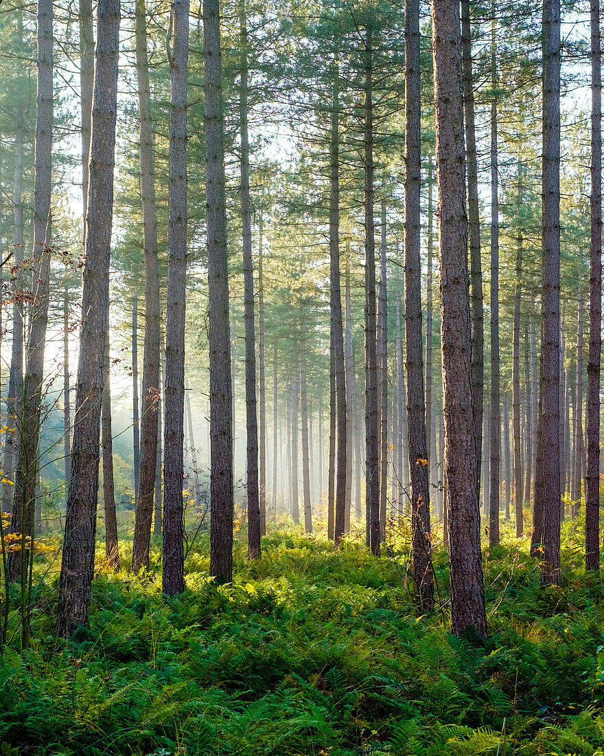 Light rays through trees in Hoge Kempen National Park in autumn, Limburg, Vlaanderen (Flanders), Belgium