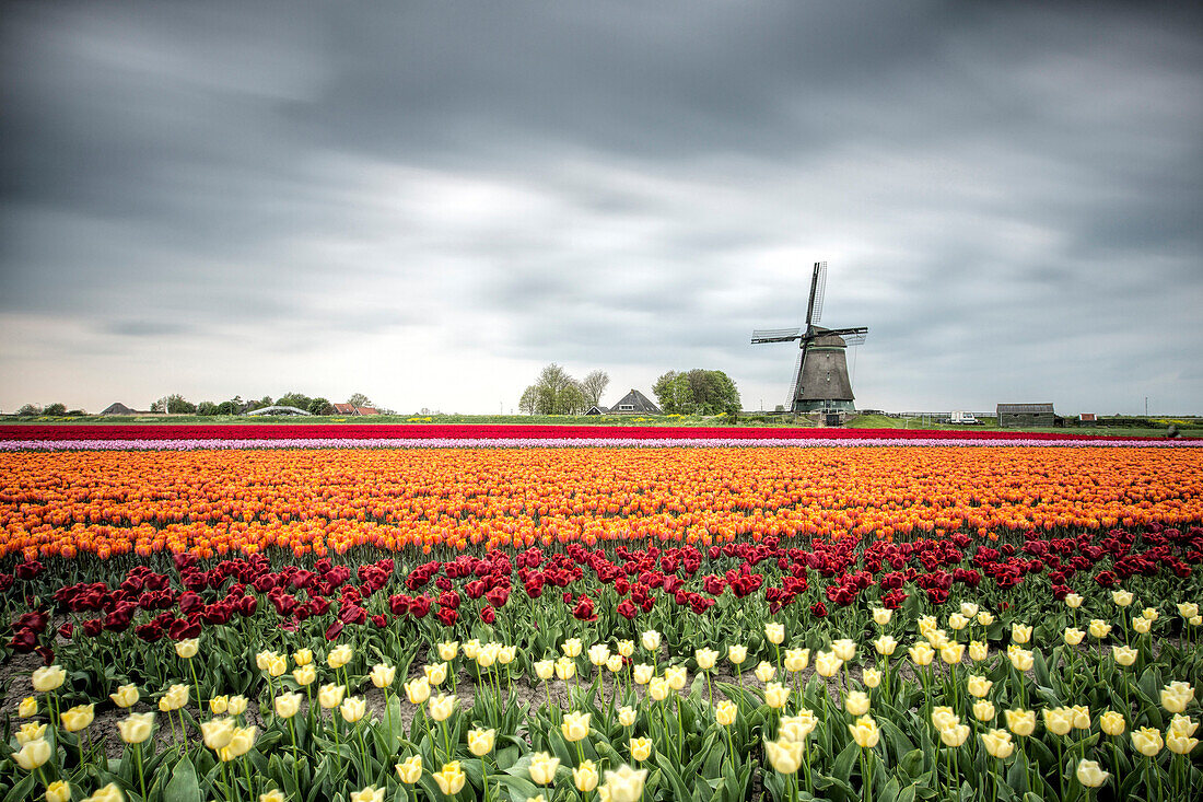 Spring clouds over fields of multicolored tulips and windmill, Berkmeer, Koggenland, North Holland, Netherlands, Europe