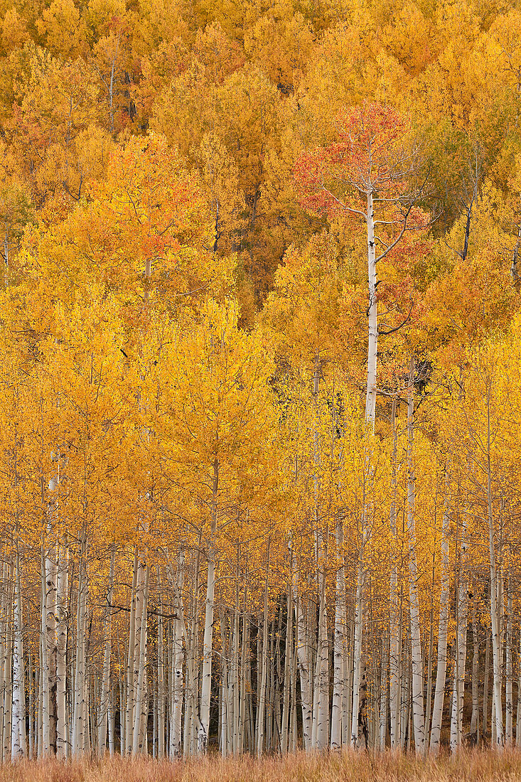 Yellow and orange aspen in the fall, Uncompahgre National Forest, Colorado, United States of America, North America