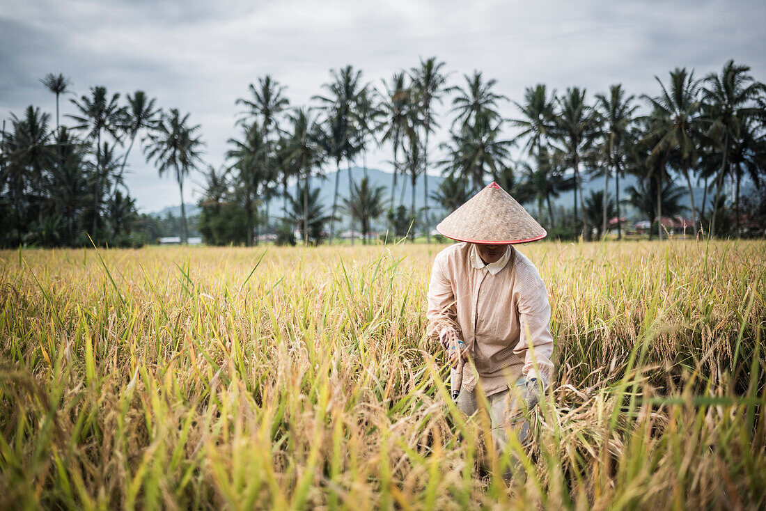 Farmers working in a rice paddy field, Bukittinggi, West Sumatra, Indonesia, Southeast Asia, Asia
