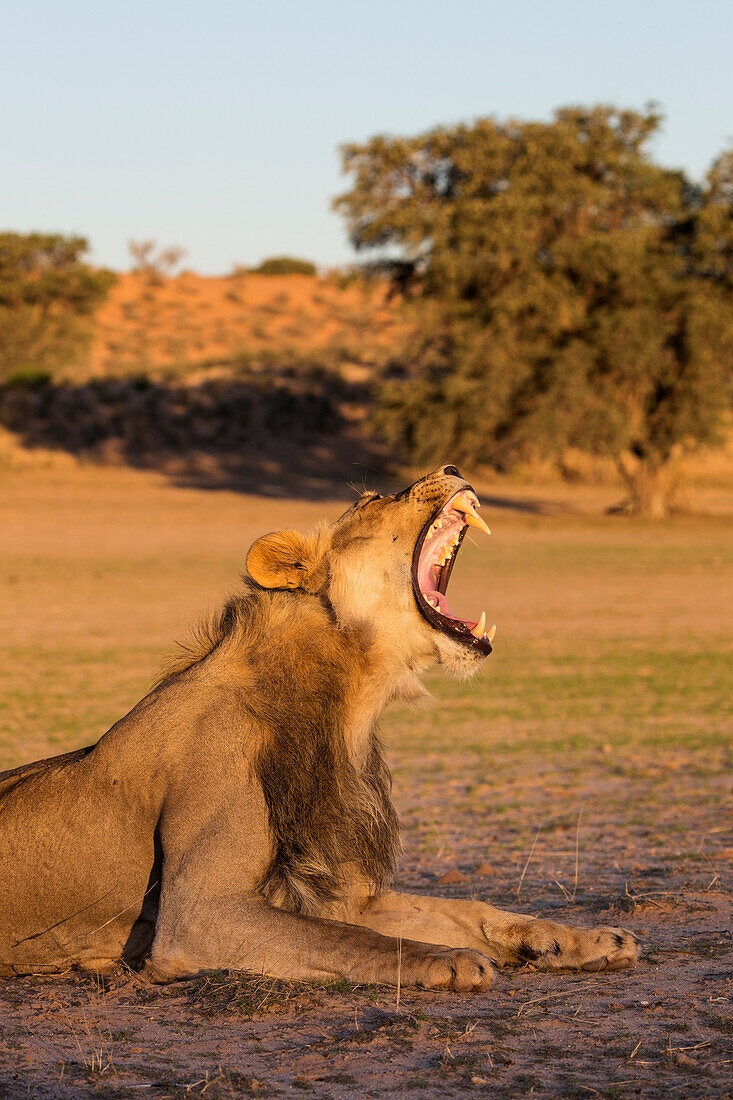 Male lion (Panthera leo) yawning, Kgalagadi Transfrontier Park, Northern Cape, South Africa, Africa