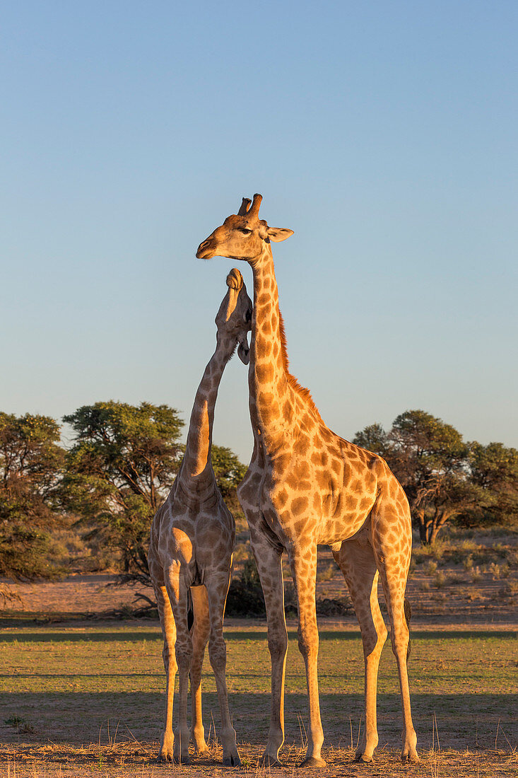 Giraffe (Giraffa camelopardalis) necking, Kgalagadi Transfrontier Park, Northern Cape, South Africa, Africa