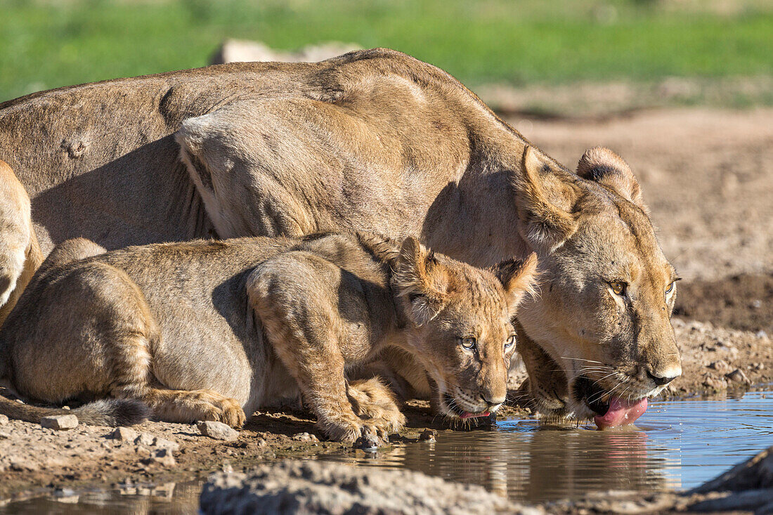 Lioness with cub (Panthera leo) drinking, Kgalagadi Transfrontier Park, Northern Cape, South Africa, Africa