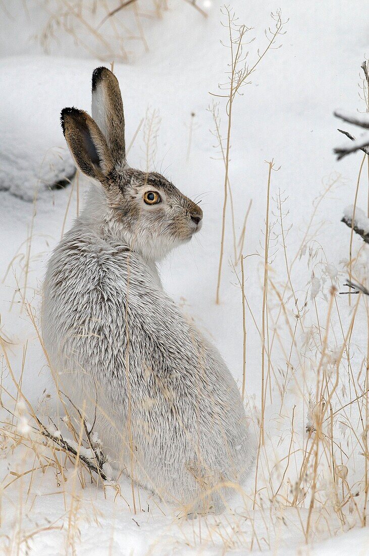 Whitetail Jackrabbit - Prairie Hare - White Jack - in the snow (Lepus townsendi) - Yellowstone - USA. Lievre de Townsend - Lievre a queue blanche - dans la neige.