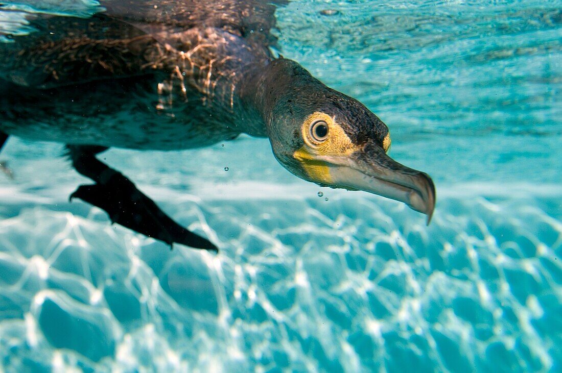 Cormorant - diving - Phalacrocorax carbo - Semi-captive