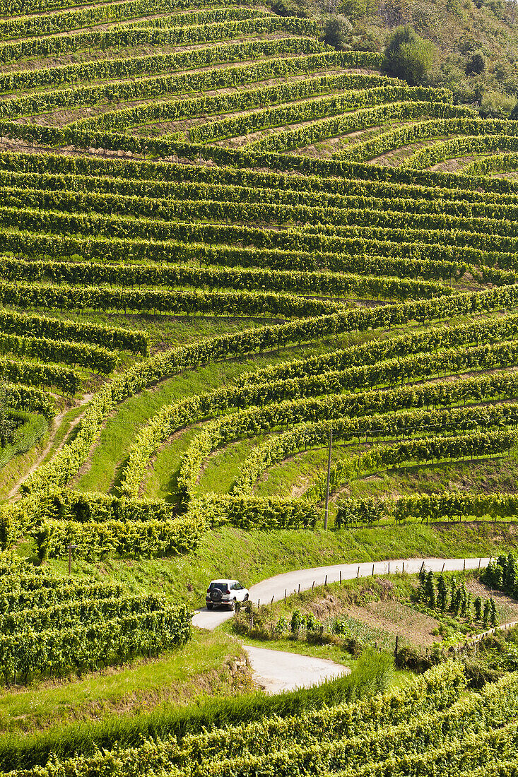 Txakoli (aka Chacoli, typical wine in Euskadi), Talaiberri winery in Talaimendi hill, vineyards, Zarautz, Guipuzcoa, Basque Country, Spain.