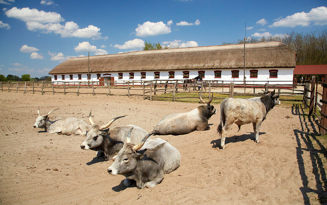 Performance at Tanyacsárda at Felsölajos near Lajosmizse , Puszta , Danube , Hungary , Europe