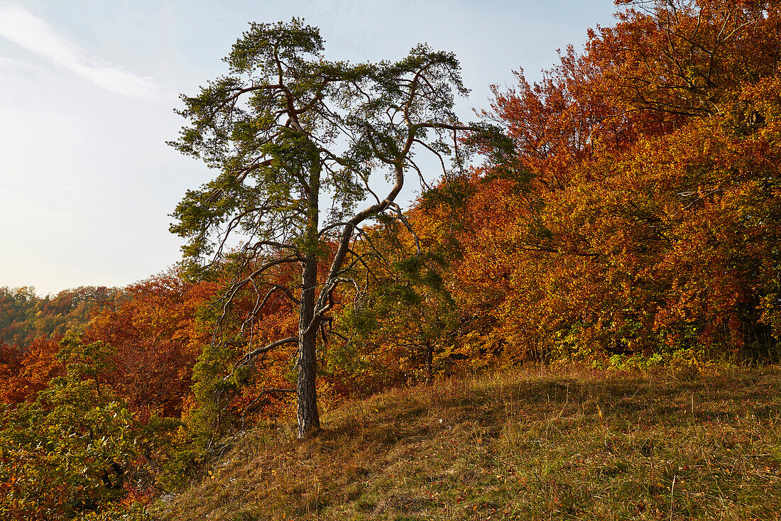 Autumnal tints at the Eichfelsen above the valley of the river Danube , Schwäbische Alb , Baden-Württemberg , Germany , Europe