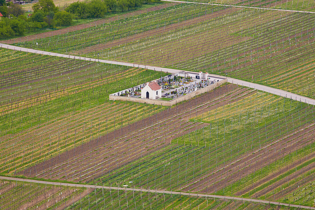 Churchyard of Unterloiben surrounded by vineyards , Wachau , River Danube , Niederösterreich , Lower Austria , Austria , Europe