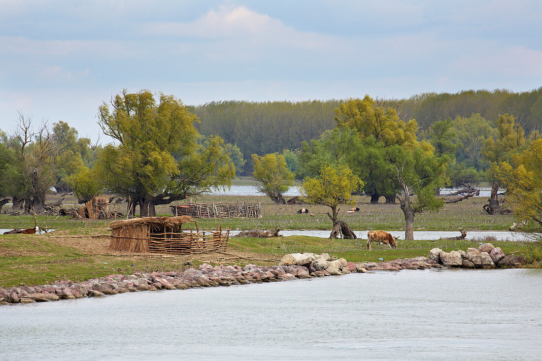 Landschaft mit Schweinen im Donaudelta bei Ilganii und Partizani , ca. 60 km entfernt von der Mündung des Sulinaarms ins Schwarze Meer , Rumänien , Donau , Europa