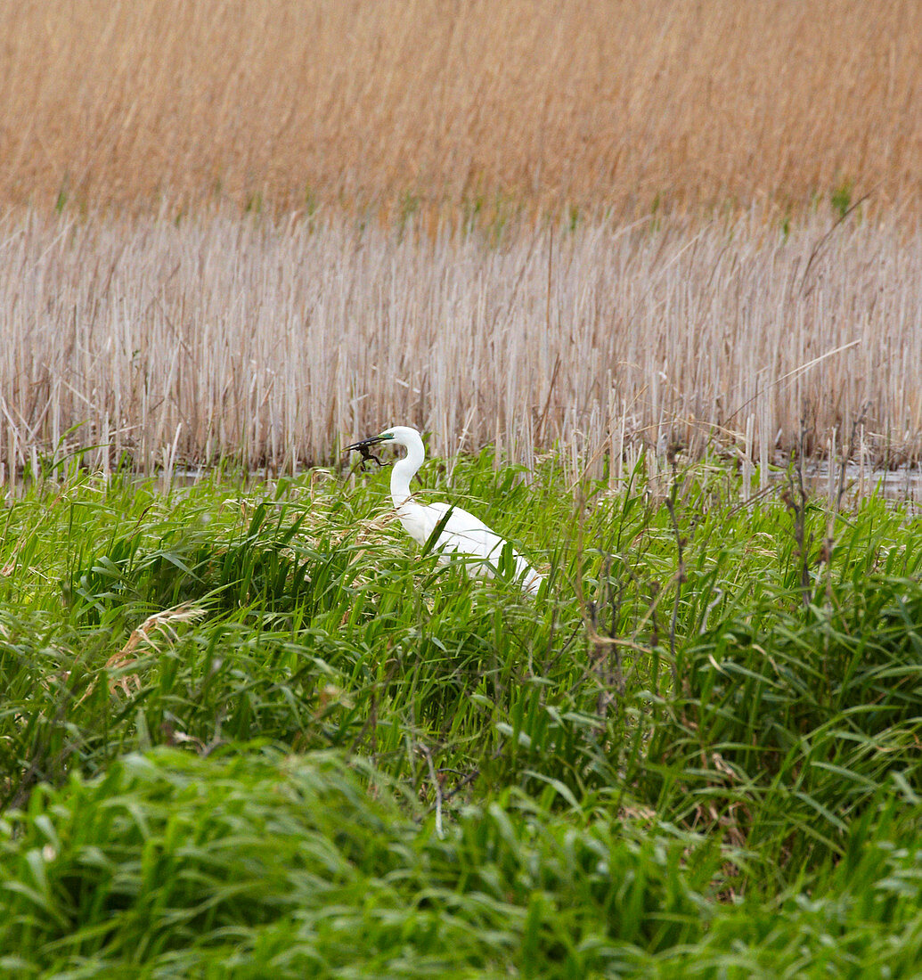 Great Egret eating frog , Biosphere reserve Danube Delta at Tulcea , Tulcea branch of the Danube , Romania , Europe