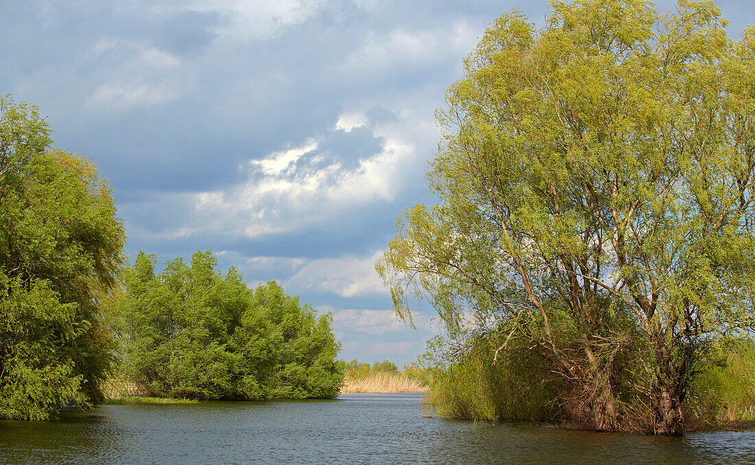 Biosphere reserve Danube Delta at Tulcea , Tulcea branch of the Danube , Romania , Europe