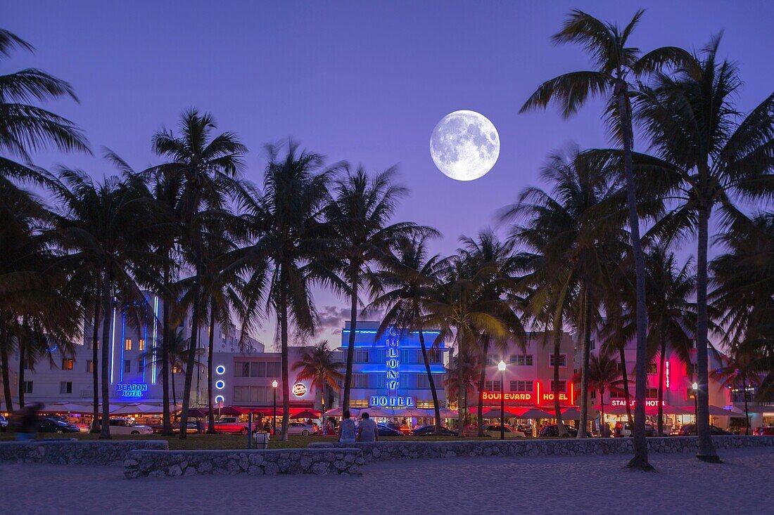 Palm Trees Hotels Ocean Drive South Beach Miami Beach Florida Usa.