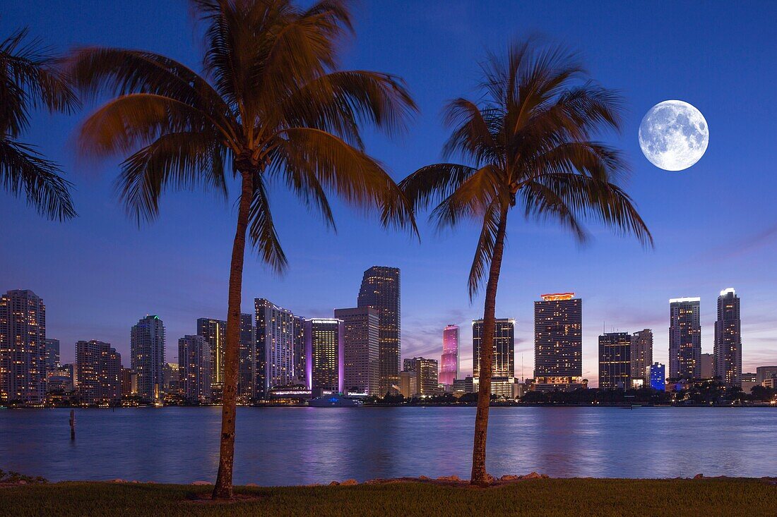 Palm Trees Watson Island Downtown Skyline Biscayne Bay Miami Florida Usa.