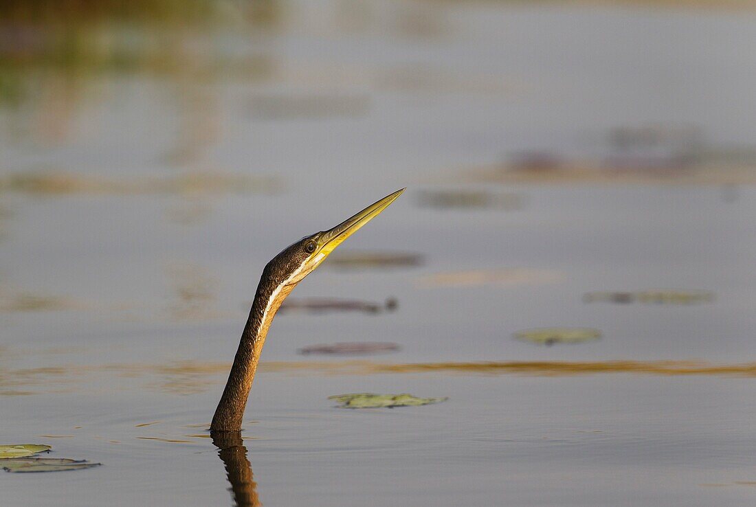 African Darter (Anhinga rufa) - Swimming in the Chobe River. Photographed from a boat. Chobe National Park, Botswana.